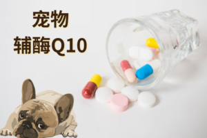Dog CoQ10 Safety: Three Traps to Avoid When Buying
