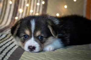 What to Do When Your Dog Loses Appetite in Summer
