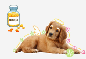 Dog CoQ10 Industry Reality: What ‘Reliable’ Really Means