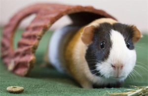 How Long Are Guinea Pigs Pregnant Before Birth?