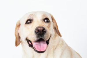 Dog CoQ10 and the Mislabeling Trap: How to Pick a Real One