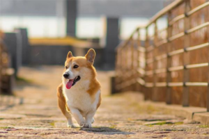 Common Items in a Dog Health Checkup