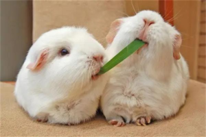 Where Do Guinea Pigs Like to Be Petted?