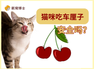 Can cats eat cherries?