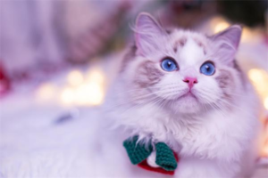 Downsides of Owning a Ragdoll Cat