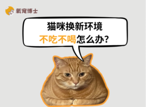 Cat Won’t Eat or Drink in a New Home? What to Do