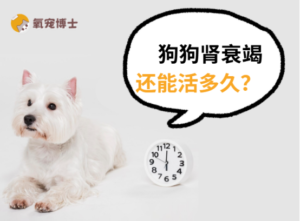 How Long Can a Dog with Kidney Failure Live? Three Ways to Add Years