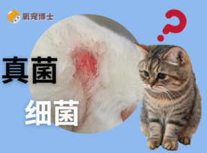 Cat Skin Redness and Hair Loss: Fungal or Bacterial?