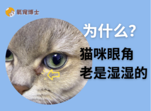 Why Are My Cat’s Eyes Always Wet?
