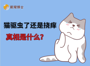 Why Does My Cat Still Itch After Deworming?