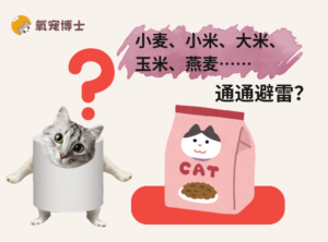 Is Grain in Cat Food Always a Dealbreaker?