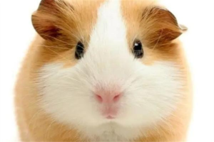 What to Know Before Getting a Guinea Pig