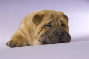 Why Is the Fur on My Dog’s Nose Bald?