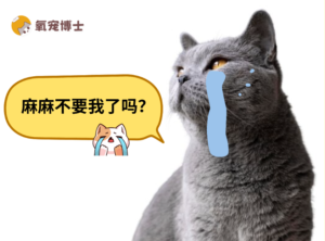 Does a Boarded Cat Feel Abandoned?