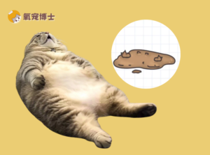 Cat Has Chronic Diarrhea? It’s More Than a Sensitive Stomach