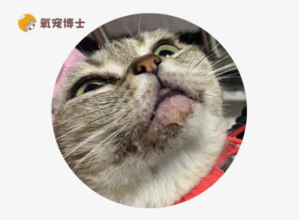 Why Do Cats Get Stomatitis?