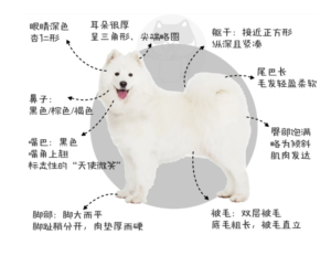 The Samoyed: A ‘Smiling Angel’—but Think Twice Before You Commit