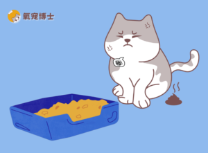 Why Won’t My Cat Use the Litter Box?