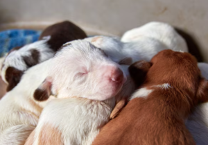 Signs Your Dog Is About to Give Birth: A First-Time Whelper’s Guide