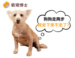 Why Does Your Dog Sit Down After a Few Steps? It Could Signal Joint or Heart Trouble