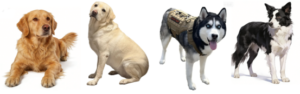Popular Dog Breeds: Pros and Cons at a Glance
