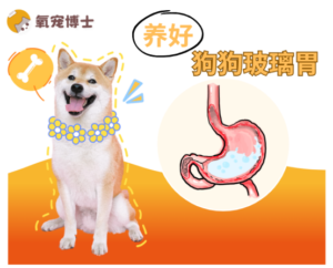 How to Care for a Dog with a Sensitive Stomach