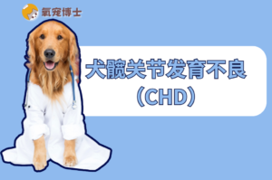 Canine Hip Dysplasia: A ‘Destiny’ for Large Breeds?