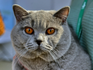 Feline Panleukopenia: How Fast Is It Fatal?