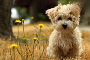 Dog Food Safety: Harmful Foods to Keep Away from Your Dog