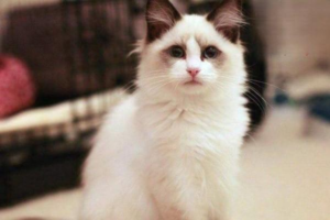 How to Choose the Right Cat Litter