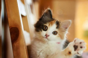 Tips for Choosing the Right Cat Litter