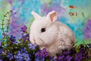 How to Shear an Angora (Long-Haired) Rabbit