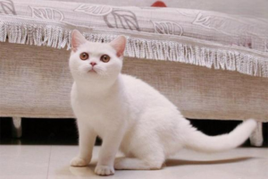 What Your Cat’s Tail Is Telling You: A Guide to Tail Language