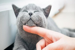 Why Your Cat May Sleep More or Pass Gas After Deworming