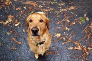 What Are the Symptoms of Canine Coronavirus?