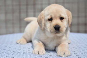 How Much Does a Pug Cost?