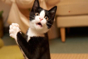 What Every Pet Owner Should Know About Vaccinations
