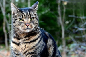 Common Plants That Are Toxic to Cats