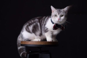 Kidney Disease: The Silent Threat to Cats and Dogs