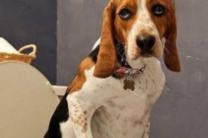 Dog Ear Odor: Could It Be Ear Inflammation?