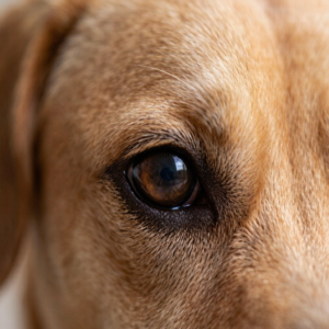 What Causes Glaucoma in Dogs?