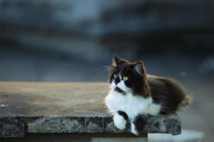 What to Do When Your Cat’s Eye Is Swollen