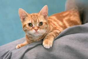Recipe: Boiled Chicken Breast for Cats