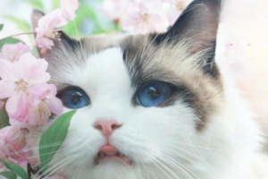 Should You Vaccinate a Cat That Has a Cold?