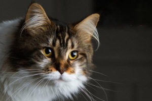 Can a Human Cold Spread to a Cat?