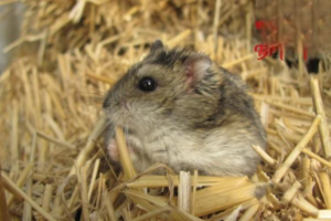Can Hamsters Eat Meat?