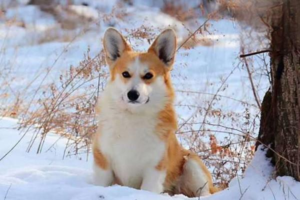 Characteristics of a Puppy’s Weaning Period