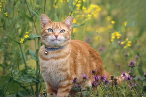 Everyday Flea Prevention and Care for Cat Households