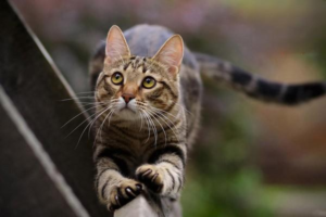 Can a Cat Vomit from a Cold?