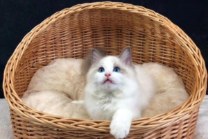 Understanding Viral Cat Colds